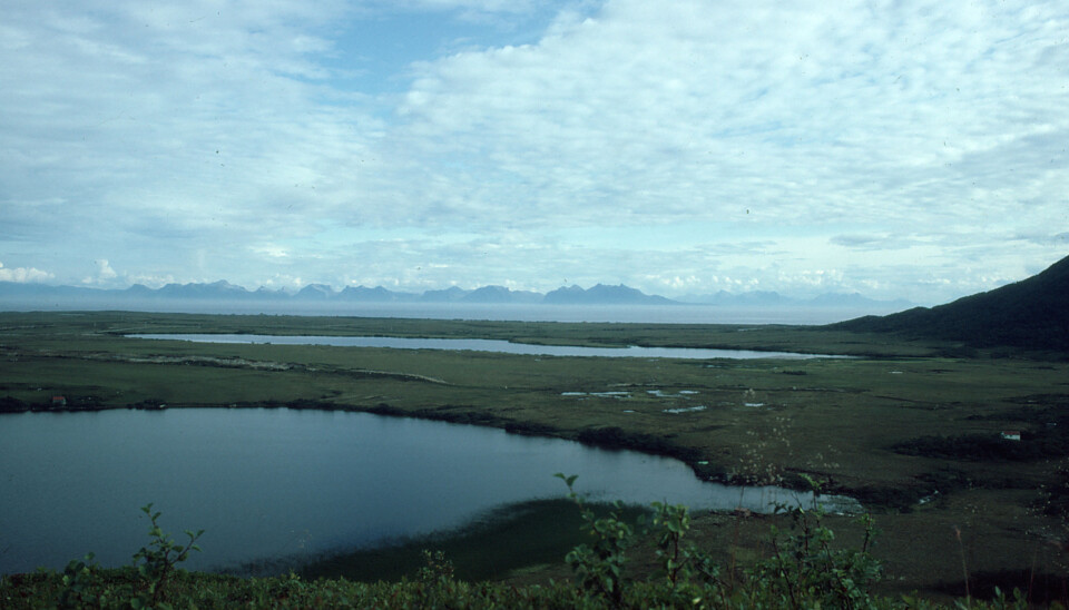 Spruce and pine survived here: Researchers found DNA traces of spruce and pine from the last glacial period in Endletvatn, in Andøya (in the background). Photo: Torbjørn Alm, University of Tromsø. (Photo: Torbjørn Alm, University of Tromsø)