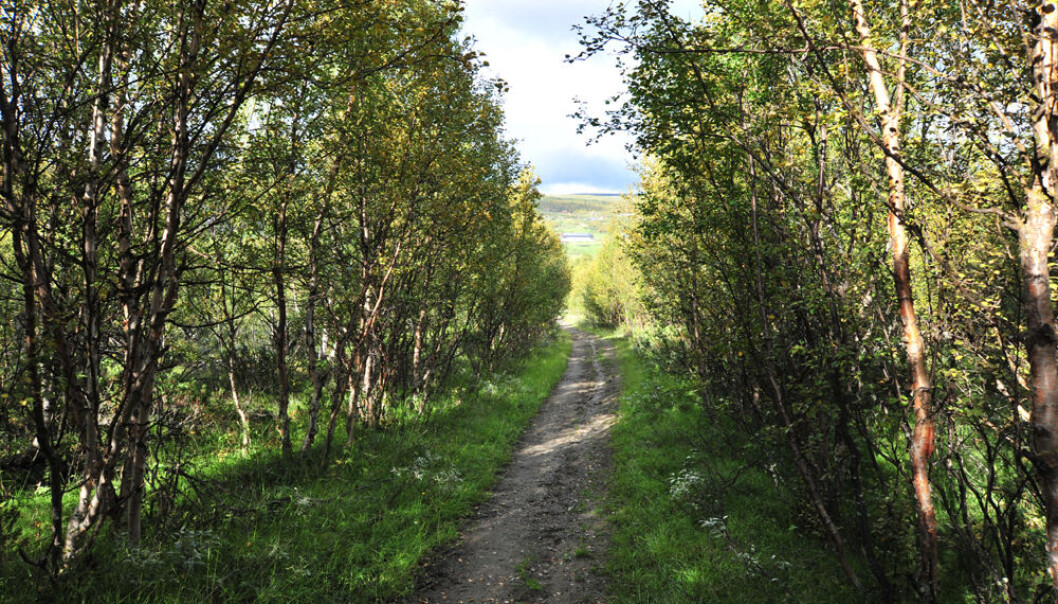 Regrowth of scrub forest along an old Pilgrim Trail leading to the Nidaros Cathedral in Trondheim, the Old Royal Road at Hjerkinn in the Dovre Mountains, photographed on 29 August 2010. (Photo: Anders Bryn) Regrowth of scrub forest along an old Pilgrim Trail leading to the Nidaros Cathedral in Trondheim, the Old Royal Road at Hjerkinn in the Dovre Mountains, photographed on 29 August 2010. (Photo: Anders Bryn)