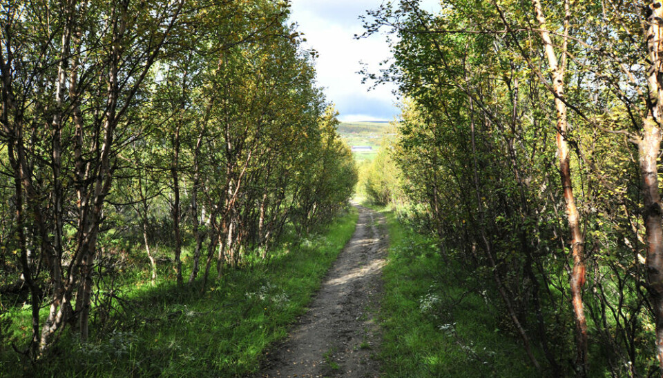 Regrowth of scrub forest along an old Pilgrim Trail leading to the Nidaros Cathedral in Trondheim, the Old Royal Road at Hjerkinn in the Dovre Mountains, photographed on 29 August 2010. (Photo: Anders Bryn)