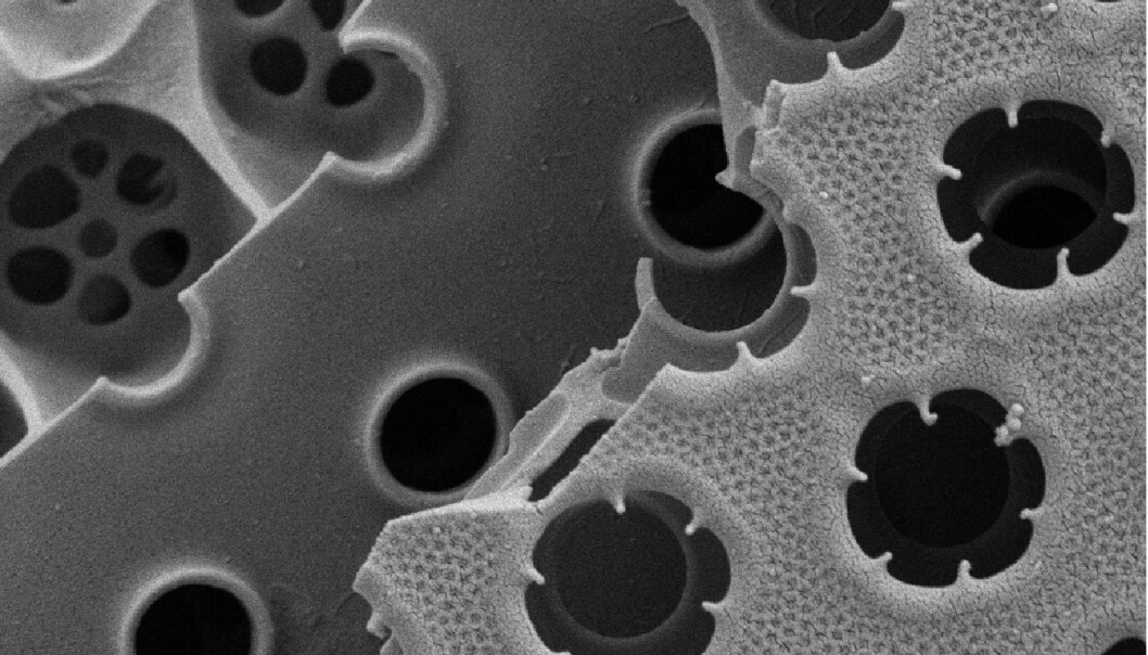 The diatom Coscinodiscus wailesii has shells that are built out of several layers of silica. Pores and patterns form cylinders that absorb all light without letting any out. (Photo: Anita Fossdal/SINTEF Materials and Chemistry)
The diatom Coscinodiscus wailesii has shells that are built out of several layers of silica. Pores and patterns form cylinders that absorb all light without letting any out. (Photo: Anita Fossdal/SINTEF Materials and Chemistry)