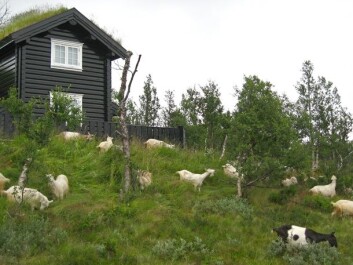 Voracious view-savers at Beitostølen in Øystre Slidre, Oppland County, photographed in 2009. (Photo: Anders Bryn) Voracious view-savers at Beitostølen in Øystre Slidre, Oppland County, photographed in 2009. (Photo: Anders Bryn)