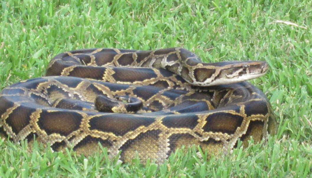 Alien Nightmare: The non-native Burmese python, which has drastically reduced mammal populations in the Florida Everglades, is a good example of the damage that invasive species can cause. (Photo: Nancy Bazilchuk)
Alien Nightmare: The non-native Burmese python, which has drastically reduced mammal populations in the Florida Everglades, is a good example of the damage that invasive species can cause. (Photo: Nancy Bazilchuk)