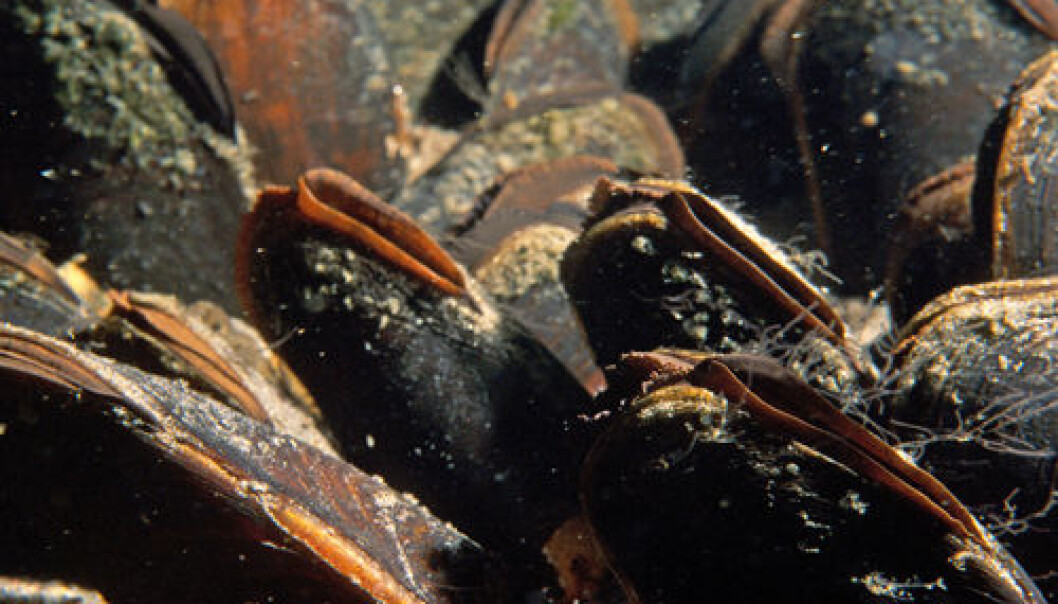 River mussels are a threatened and rare species in Europe. The Sogna River in Buskerud County contains one of Norway’s stocks. (Photo: Paul Eric Aspholm, Bioforsk) River mussels are a threatened and rare species in Europe. The Sogna River in Buskerud County contains one of Norway’s stocks. (Photo: Paul Eric Aspholm, Bioforsk)