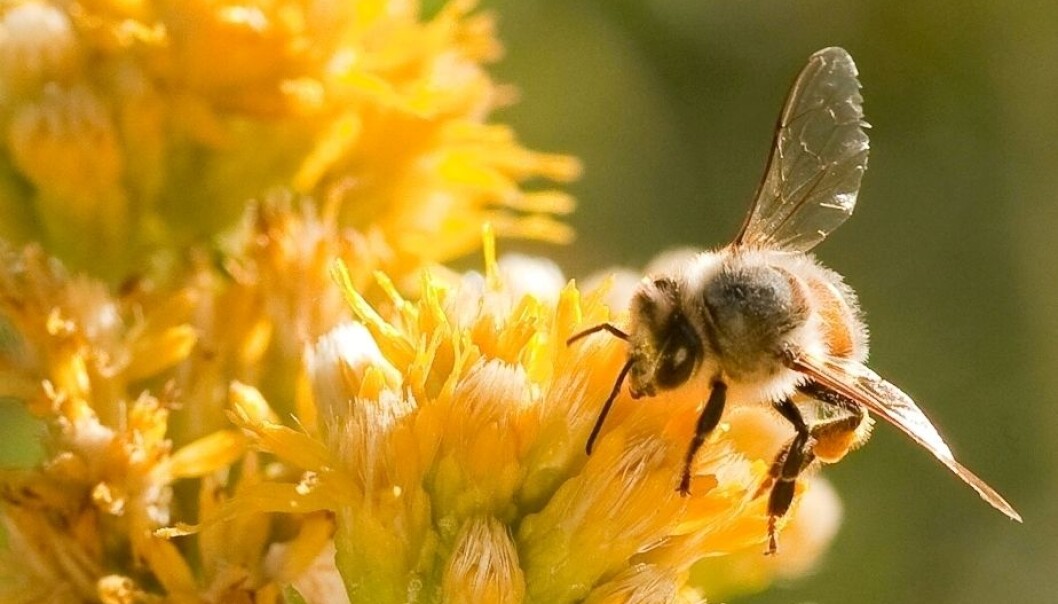 Craving sugar is the norm for bees and pollen, but even more so when two specific genes are turned off. Craving sugar is the norm for bees and pollen, but even more so when two specific genes are turned off.