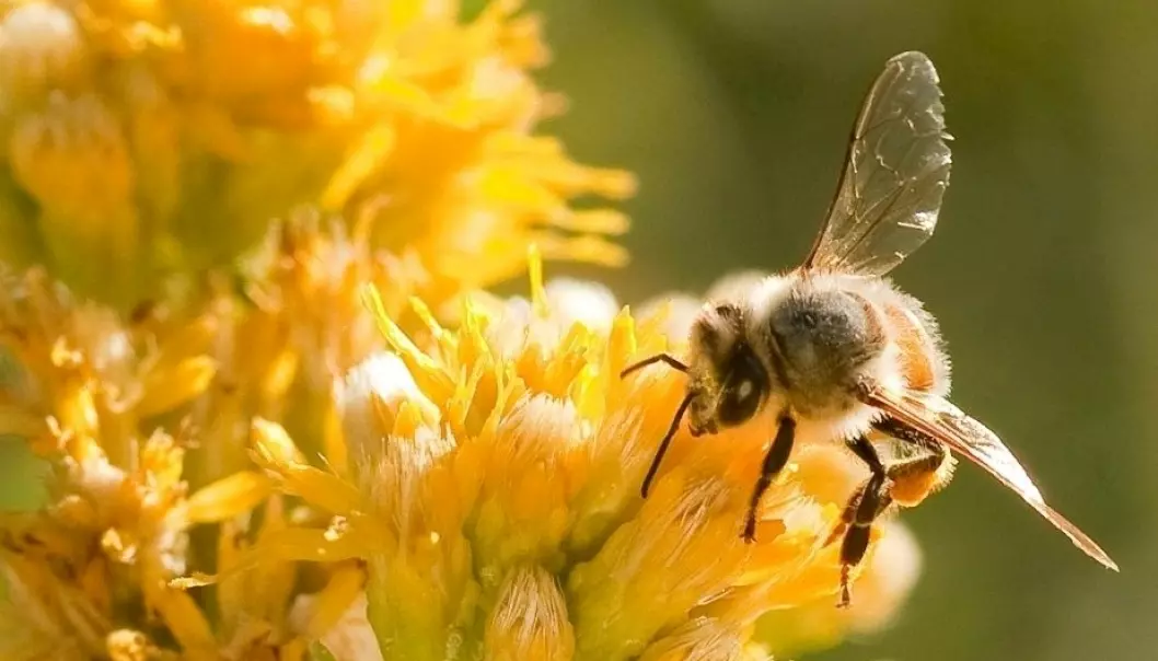 Craving sugar is the norm for bees and pollen, but even more so when two specific genes are turned off.