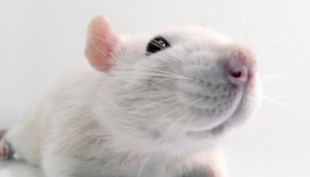As part of the study, a group of rats were fed corn which had been genetically modified for pest resistance. (Photo: iStockphoto) As part of the study, a group of rats were fed corn which had been genetically modified for pest resistance. (Photo: iStockphoto)