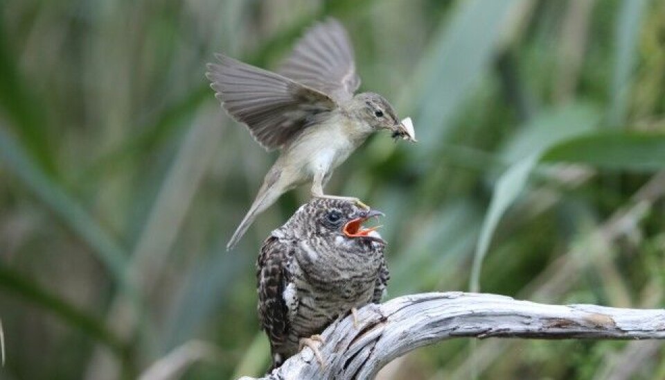 A small Marsh Warbler has involuntarily become a foster parent of a ferocious young cuckoo. (Photo: Oldrich Mikulica)