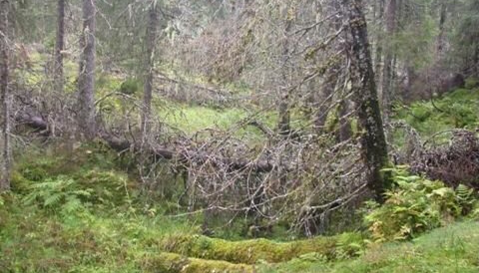 Boreal rainforest in Norway’s Nord-Trøndelag county. (Photo: Håkon Holien)