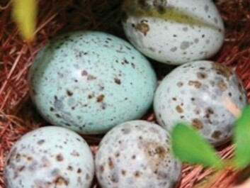 The cuckoo egg usually imitates the host species' own eggs, so it can pass off as one of their own without the bluff being called and the egg rejected. Eggs from the cuckoo are usually larger than the others. (Photo: NTNU) The cuckoo egg usually imitates the host species' own eggs, so it can pass off as one of their own without the bluff being called and the egg rejected. Eggs from the cuckoo are usually larger than the others. (Photo: NTNU)