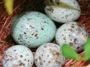 The cuckoo egg usually imitates the host species' own eggs, so it can pass off as one of their own without the bluff being called and the egg rejected. Eggs from the cuckoo are usually larger than the others. (Photo: NTNU)
