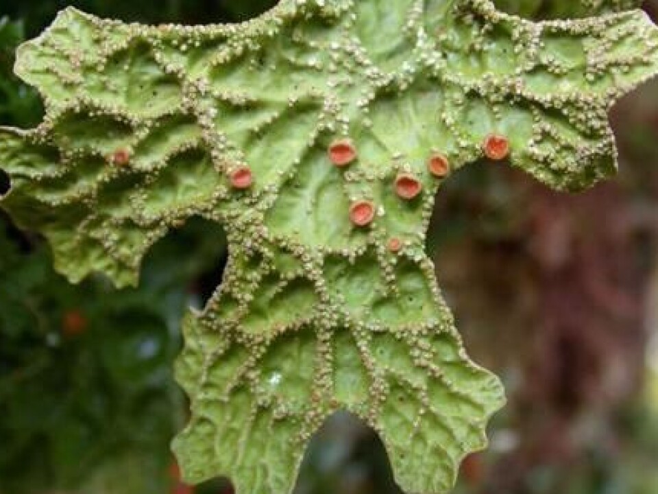 Tree lungwort (Lobaria pulmonaria). (Photo: Håkon Holien)