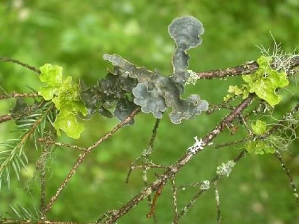From the left: tree lungwort (Lobaria pulmonaria), kidney lichen (Nephroma sp.) and textured lungwort (Lobaria scrobiculata). (Photo: Olga Hilmo)