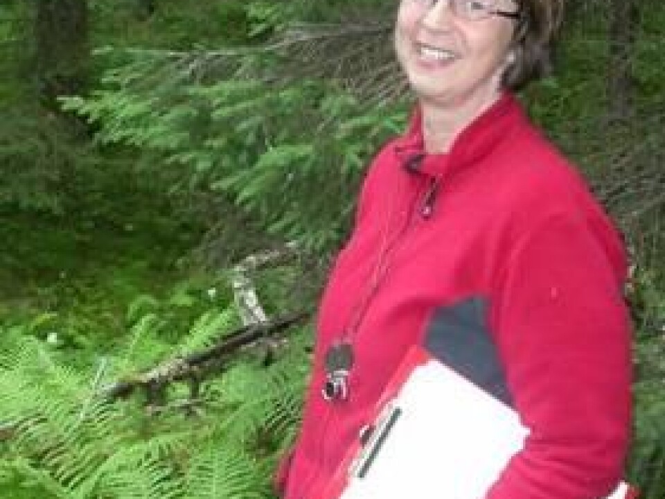 Olga Hilmo in the rainforest in Nord Trøndelag, county, Norway. (Photo: NTNU)