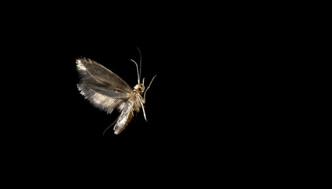 An apple fruit moth in a wind tunnel at the Bioforsk laboratory. This moth has an extremely sensitive sense of smell in its antennas. They contain receptors that specialize in certain scents, among them the rowanberry. Researchers are using the moth to develop an artificial rowanberry fragrance to lure them away from apple trees. Scents are released from the one end of the wind tunnel. If it’s alluring enough, the moth will fly against the wind in pursuit of its source. (Photo: Erling Fløistad) An apple fruit moth in a wind tunnel at the Bioforsk laboratory. This moth has an extremely sensitive sense of smell in its antennas. They contain receptors that specialize in certain scents, among them the rowanberry. Researchers are using the moth to develop an artificial rowanberry fragrance to lure them away from apple trees. Scents are released from the one end of the wind tunnel. If it’s alluring enough, the moth will fly against the wind in pursuit of its source. (Photo: Erling Fløistad)