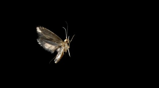 Misleading moths with fake fragrances
