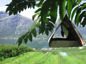 A trap emitting the scent of rowanberries has a sticky plate inside and helps protect apple trees from the apple fruit moth. This picture was taken during fieldwork in Norway. (Photo: Geir Kjølberg Knudsen) A trap emitting the scent of rowanberries has a sticky plate inside and helps protect apple trees from the apple fruit moth. This picture was taken during fieldwork in Norway. (Photo: Geir Kjølberg Knudsen)