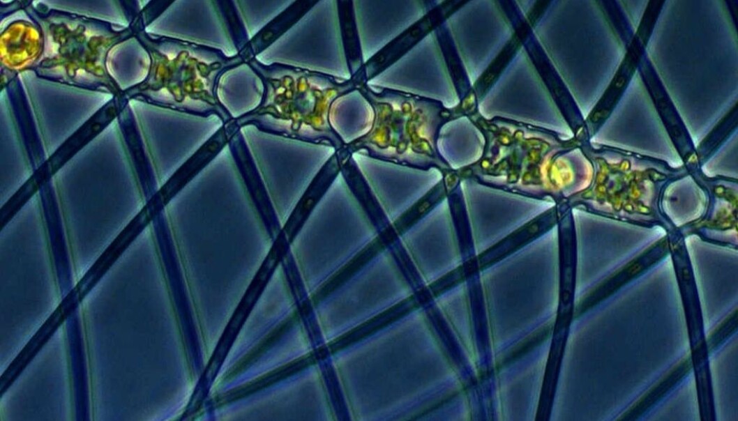The planktonic alga Chaetoceros atlanticus. (Photo: Marina Montresor, SZN / Alfred Wegener Institute) The planktonic alga Chaetoceros atlanticus. (Photo: Marina Montresor, SZN / Alfred Wegener Institute)