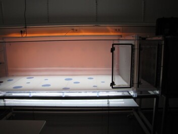 The apple fruit moth is nocturnal so tests are conducted in the dark. The wind tunnel has to be cleaned out frequently and thoroughly because the slightest background smell from earlier tests can have an impact on the moths. That in turn could lead to the wrong mixture of ingredients when the scientists concoct their synthetic rowanberry mixture. (Photo: Marianne Nordahl) The apple fruit moth is nocturnal so tests are conducted in the dark. The wind tunnel has to be cleaned out frequently and thoroughly because the slightest background smell from earlier tests can have an impact on the moths. That in turn could lead to the wrong mixture of ingredients when the scientists concoct their synthetic rowanberry mixture. (Photo: Marianne Nordahl)