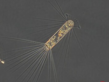 The planktonic alga Corethron pennatum blossoming with iron in the water. (Photo: Marina Montresor, SZN / Alfred Wegener Institute) The planktonic alga Corethron pennatum blossoming with iron in the water. (Photo: Marina Montresor, SZN / Alfred Wegener Institute)