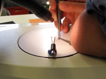 The wasp's antennas are cut off and connected to electrodes. (Photo: Marianne Nordahl) The wasp's antennas are cut off and connected to electrodes. (Photo: Marianne Nordahl)