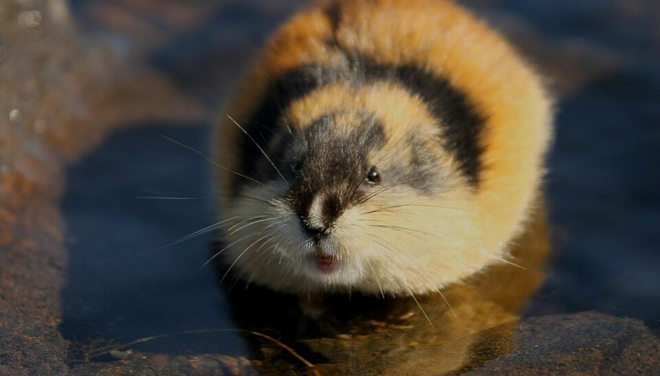 The Norway lemming lives in the mountains, and prefers to live near water. Lemmings migrate,  sometimes in huge numbers, but the famous march into the sea or over cliffs has yet to be verified. (Photo: Colourbox)