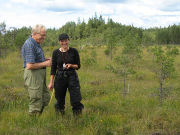 Jutta and her assistants at work on a sunny day in the Åkhultmyren. A man came by and asked what they were up to. They explained they were re-sampling a study by Nils Malmer from the 1950s to check for changes in vegetation. He then revealed he was Nils Malmer, visiting the bog along with his wife and grandchildren. Here he is pictured with Jutta Kapfer. (Photo: Jessica Abbott) Jutta and her assistants at work on a sunny day in the Åkhultmyren. A man came by and asked what they were up to. They explained they were re-sampling a study by Nils Malmer from the 1950s to check for changes in vegetation. He then revealed he was Nils Malmer, visiting the bog along with his wife and grandchildren. Here he is pictured with Jutta Kapfer. (Photo: Jessica Abbott)