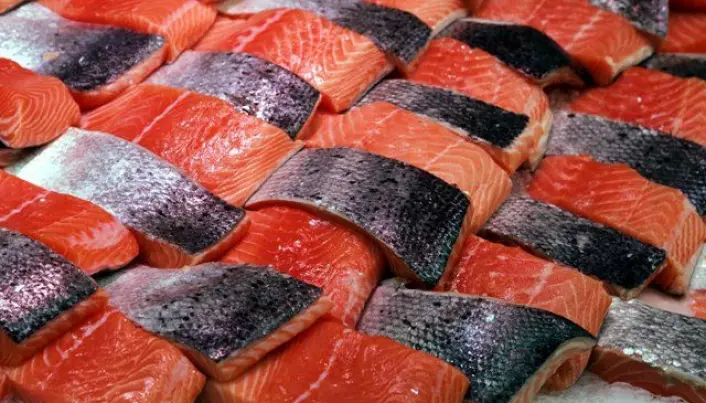 Salmon becomes what it eats