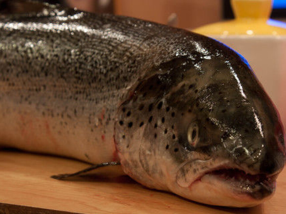 Researchers discovered that certain types of nanosilver adversely affected salmon gill function and that the toxic effect was greater than expected. (Photo: Colourbox)
