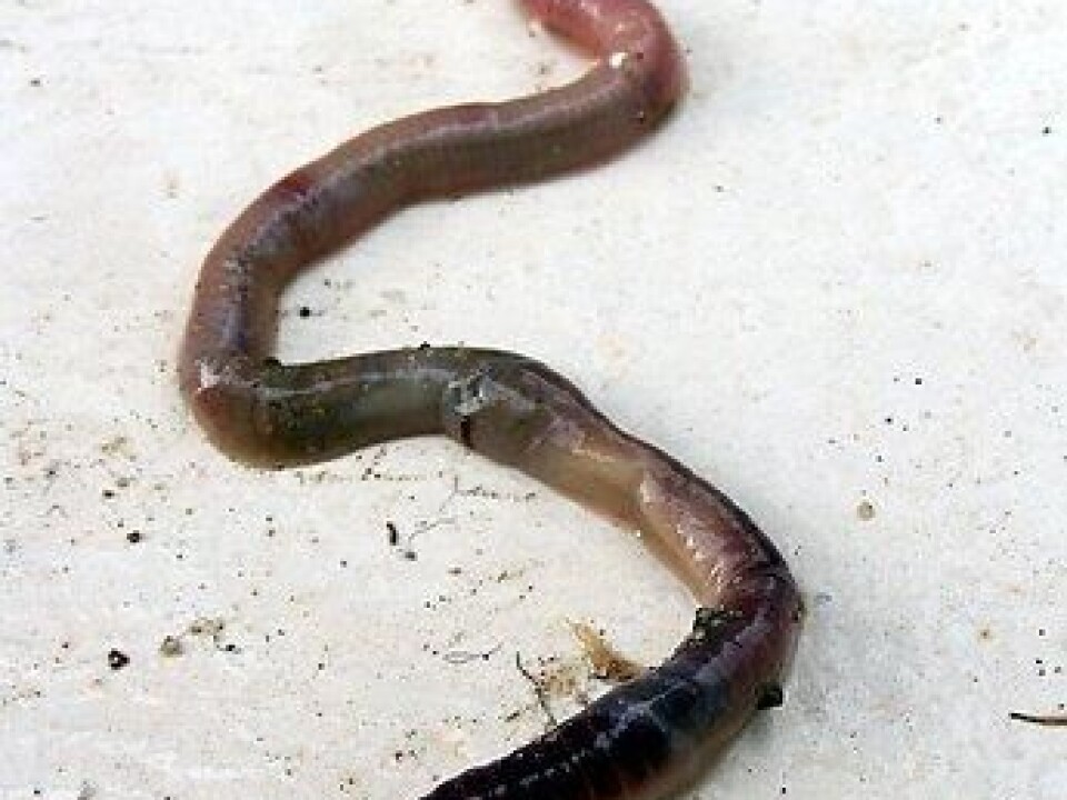 After feeding earthworms horse dung containing radioactive nanoparticles, researchers were able to detect the radiation and follow its trail. (Photo: Colourbox)