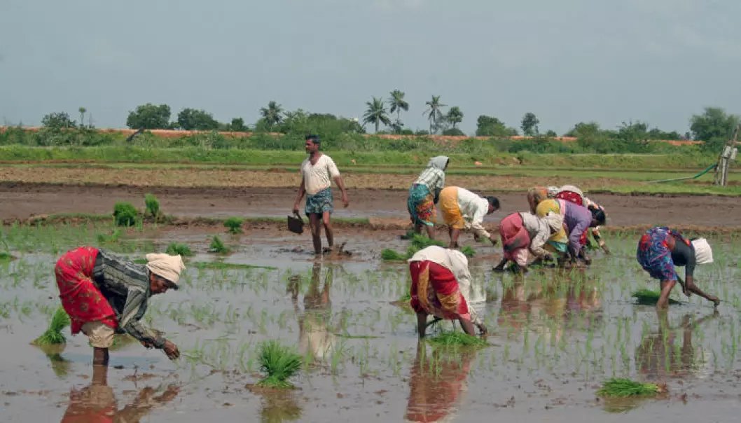 Traditional rice cultivation in Andhra Pradesh. (Photo: Asle Rønning)