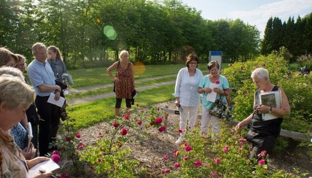 A guided tour for rose lovers in the rose trial grounds in Ås. Pictured on far right is retired landscape architect Unni Dahl Grue. (Photo: Arnfinn Christensen) A guided tour for rose lovers in the rose trial grounds in Ås. Pictured on far right is retired landscape architect Unni Dahl Grue. (Photo: Arnfinn Christensen)