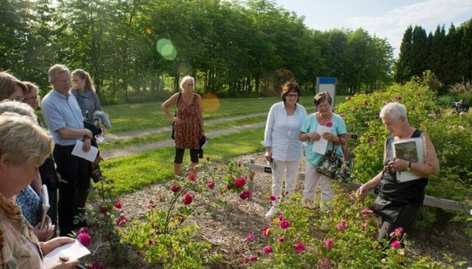 A guided tour for rose lovers in the rose trial grounds in Ås. Pictured on far right is retired landscape architect Unni Dahl Grue. (Photo: Arnfinn Christensen)
