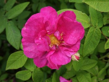 The history of the apothecary rose, 'Rosa gallica Officinalis', goes back to the 1500s in Norway. (Photo: Arnfinn Christensen) The history of the apothecary rose, 'Rosa gallica Officinalis', goes back to the 1500s in Norway. (Photo: Arnfinn Christensen)