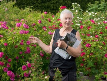 Unni Dahl Grue is charting older rose species and varieties in Norway. When her efforts are completed, the most suitable varieties will be for sale to rose cultivators at plant nurseries, labelled Plant Heritage. (Photo: Arnfinn Christensen) Unni Dahl Grue is charting older rose species and varieties in Norway. When her efforts are completed, the most suitable varieties will be for sale to rose cultivators at plant nurseries, labelled Plant Heritage. (Photo: Arnfinn Christensen)