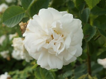 'Rosa Alba Maxima', a fabulous old species, probably pre-dating the 17th century. (Photo: Arnfinn Christensen) 'Rosa Alba Maxima', a fabulous old species, probably pre-dating the 17th century. (Photo: Arnfinn Christensen)