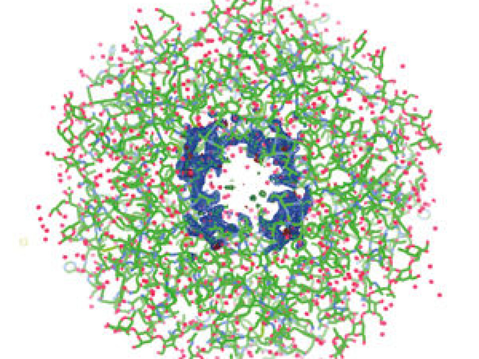 The green lines are the connections between carbons. The blue dots are nitrogen, while the red dots are water molecules. More precisely: A water molecule consists of two hydrogen atoms and one oxygen atom. At the resolution the researchers use, it is not possible to see the hydrogen atoms with the x-ray. Therefore, the red dots are oxygen atoms. (Photo: Julie Heggelund)