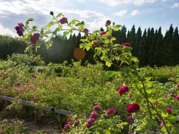 The rose trial grounds belong to the Norwegian University of Life Sciences in the Norwegian municipality of Ås, some 30 km southeast of Oslo. The garden contains about 300 plants of 70-80 species. Most were imported from France between the late 1700s and the late 1800s. (Photo: Arnfinn Christensen) The rose trial grounds belong to the Norwegian University of Life Sciences in the Norwegian municipality of Ås, some 30 km southeast of Oslo. The garden contains about 300 plants of 70-80 species. Most were imported from France between the late 1700s and the late 1800s. (Photo: Arnfinn Christensen)