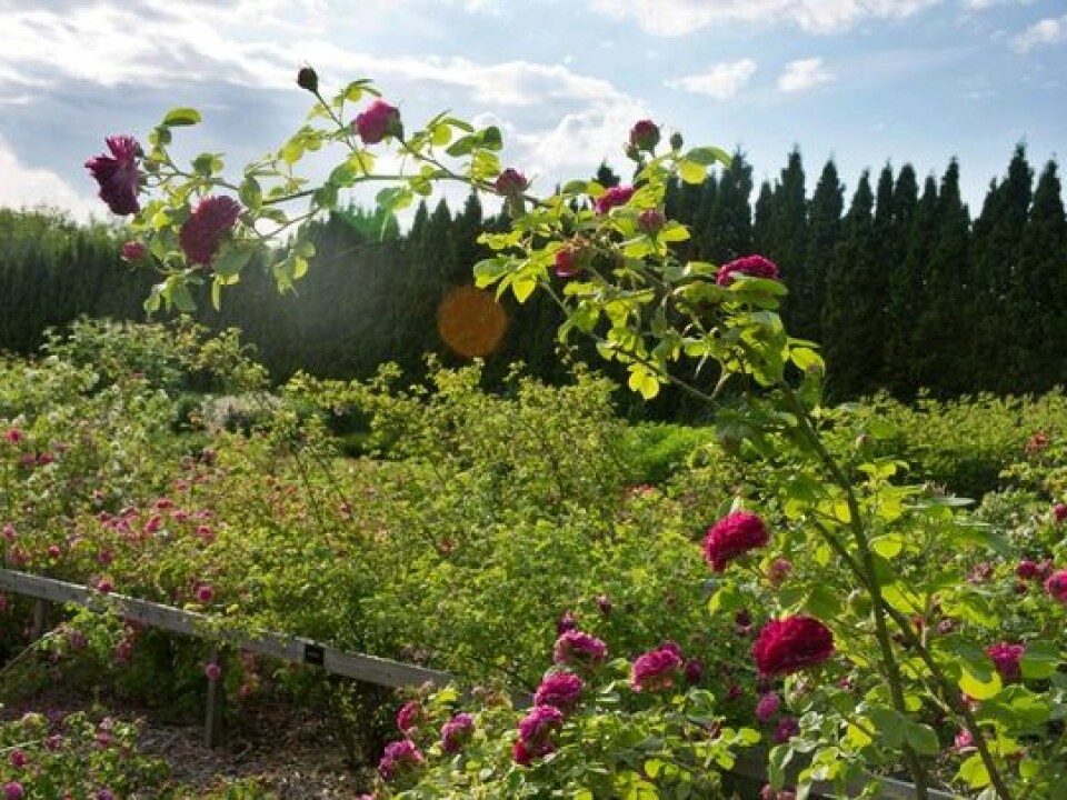The rose trial grounds belong to the Norwegian University of Life Sciences in the Norwegian municipality of Ås, some 30 km southeast of Oslo. The garden contains about 300 plants of 70-80 species. Most were imported from France between the late 1700s and the late 1800s. (Photo: Arnfinn Christensen)