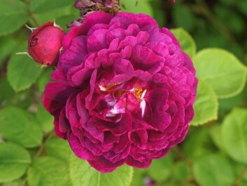 'Geschwinds Schönste'. The only species of this shrub rose found in Norway, planted in Halden by the town gardener in the late 1930s. (Photo: Arnfinn Christensen, forskning.no) 'Geschwinds Schönste'. The only species of this shrub rose found in Norway, planted in Halden by the town gardener in the late 1930s. (Photo: Arnfinn Christensen, forskning.no)