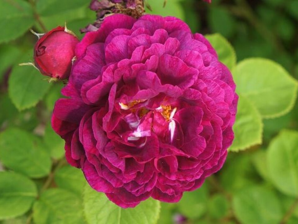 'Geschwinds Schönste'. The only species of this shrub rose found in Norway, planted in Halden by the town gardener in the late 1930s. (Photo: Arnfinn Christensen, forskning.no)