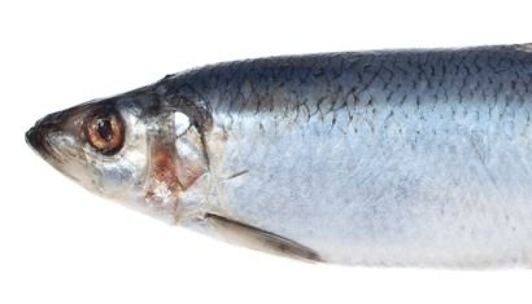 Herring can be more than pickled. (Photo: Colourbox) Herring can be more than pickled. (Photo: Colourbox)