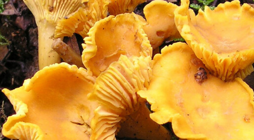 Warmer climate prolongs mushroom season
