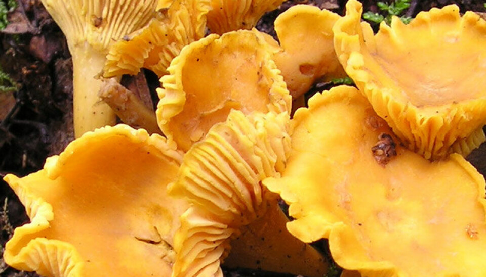 Scientists attribute longer mushroom seasons to climate change. (Photo: Strobilomyces/Wikimedia Commons)