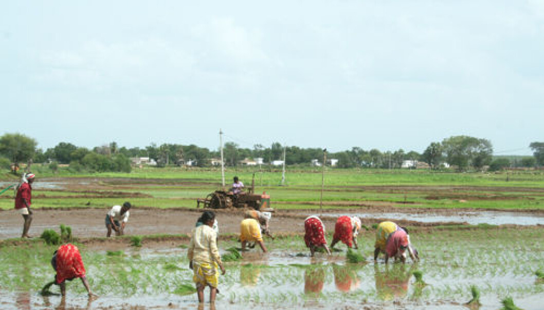 The traditional Indian cultivation of rice is both water and labour intensive, as here in the state of Andhra Pradesh. In the more uncertain climate conditions ahead, the farmers need a whole arsenal of robust methods. (Photo: Asle Rønning) The traditional Indian cultivation of rice is both water and labour intensive, as here in the state of Andhra Pradesh. In the more uncertain climate conditions ahead, the farmers need a whole arsenal of robust methods. (Photo: Asle Rønning)