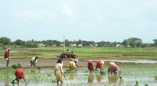 Adapting rice cultivation to climate changes