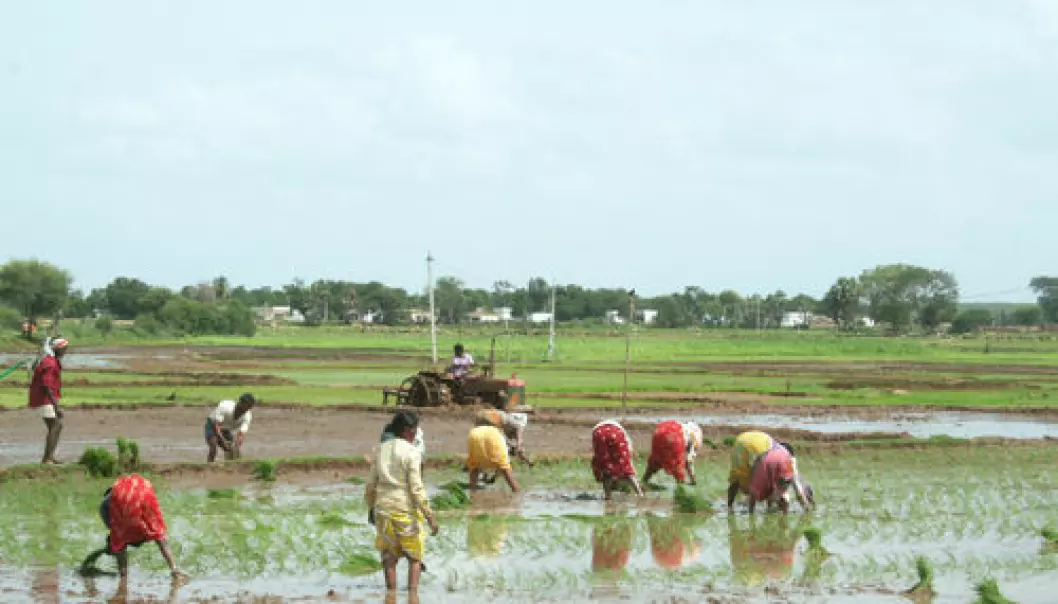 The traditional Indian cultivation of rice is both water and labour intensive, as here in the state of Andhra Pradesh. In the more uncertain climate conditions ahead, the farmers need a whole arsenal of robust methods. (Photo: Asle Rønning)