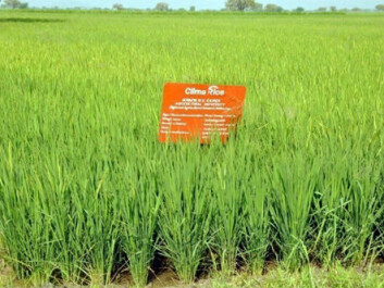 Experiments with direct sowing of rice in two Indian villages reduced water usage and improved the economy of farmers. (Photo: IWMI, Hyderabad)