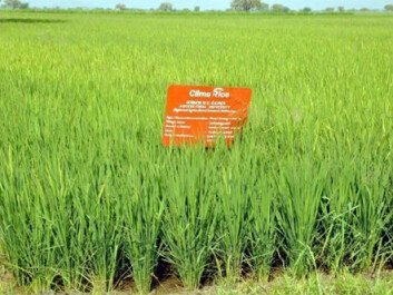 Experiments with direct sowing of rice in two Indian villages reduced water usage and improved the economy of farmers. (Photo: IWMI, Hyderabad) Experiments with direct sowing of rice in two Indian villages reduced water usage and improved the economy of farmers. (Photo: IWMI, Hyderabad)
