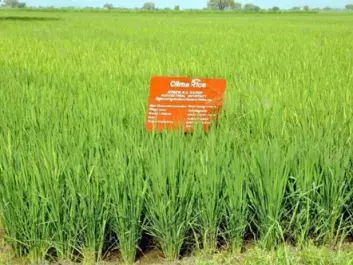 Experiments with direct sowing of rice in two Indian villages reduced water usage and improved the economy of farmers. (Photo: IWMI, Hyderabad)