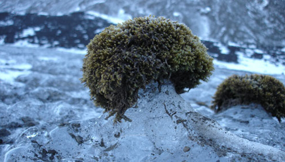 These glacier mice in Bolterdalen might be the subjects of thorough studies in the near future. (Photo: Fanny Dommanget).